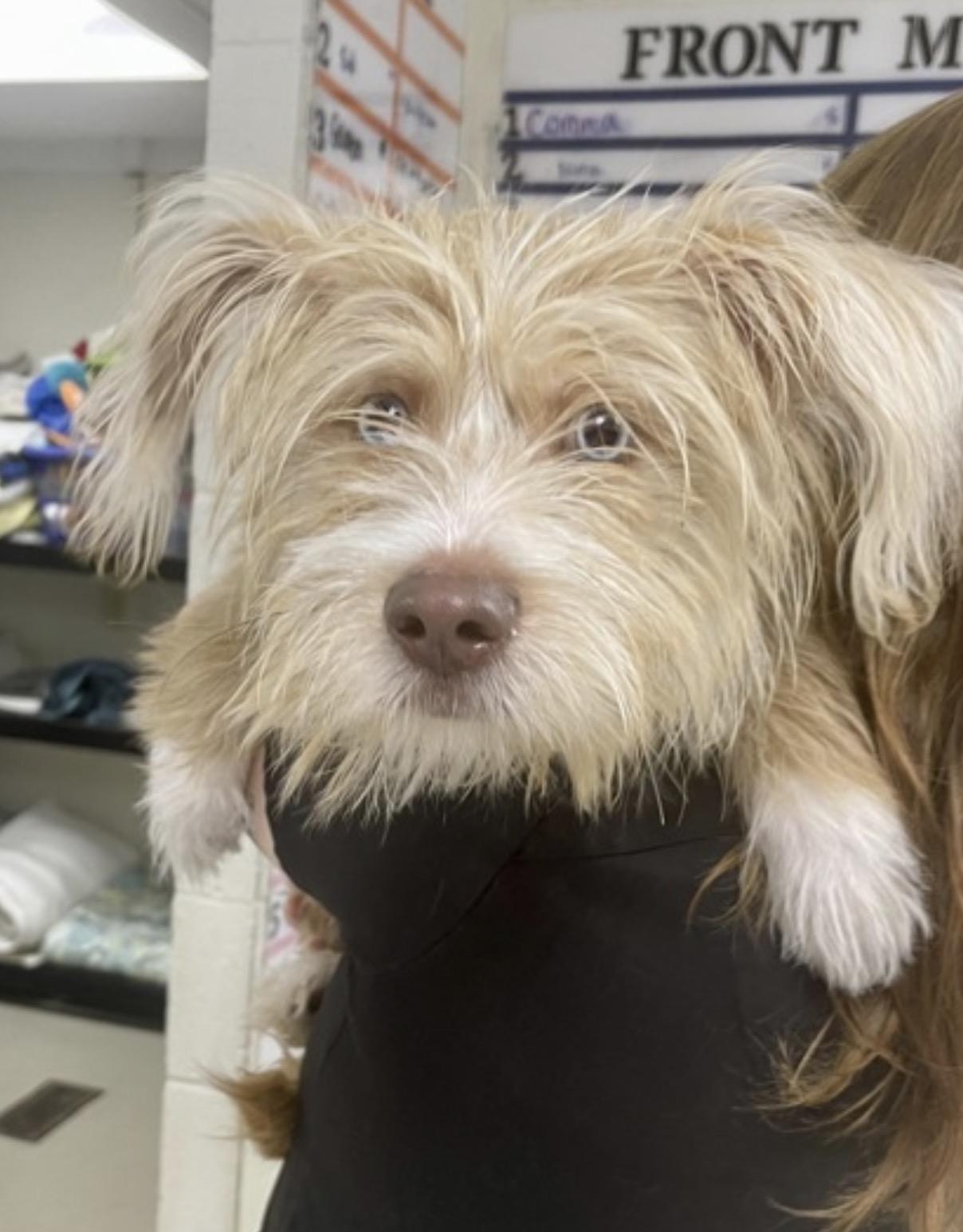 Enlarge Rocky, a ADOPTABLE mixed breed in North Arlington, NJ image 3/5