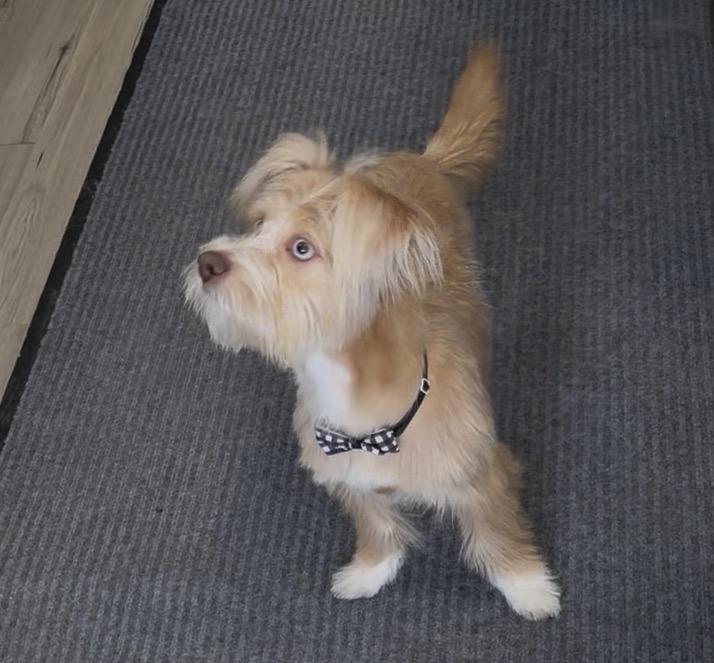 Enlarge Rocky, a ADOPTABLE mixed breed in North Arlington, NJ image 5/5