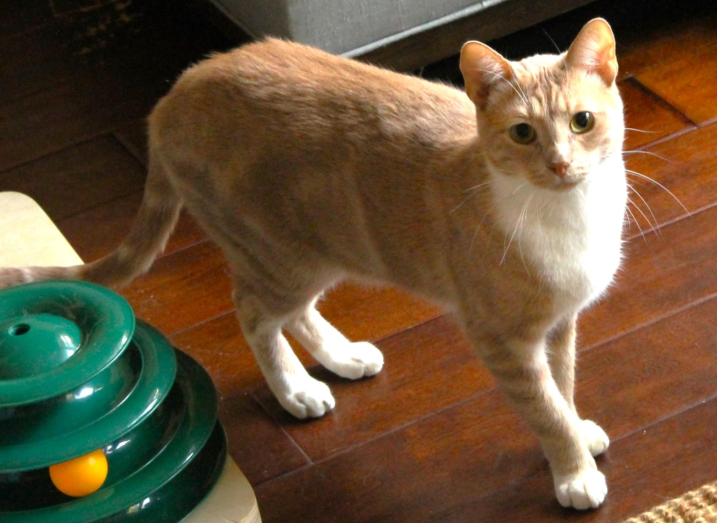 Enlarge Sundance, an adoptable American Shorthair in San Diego, CA image 1/2