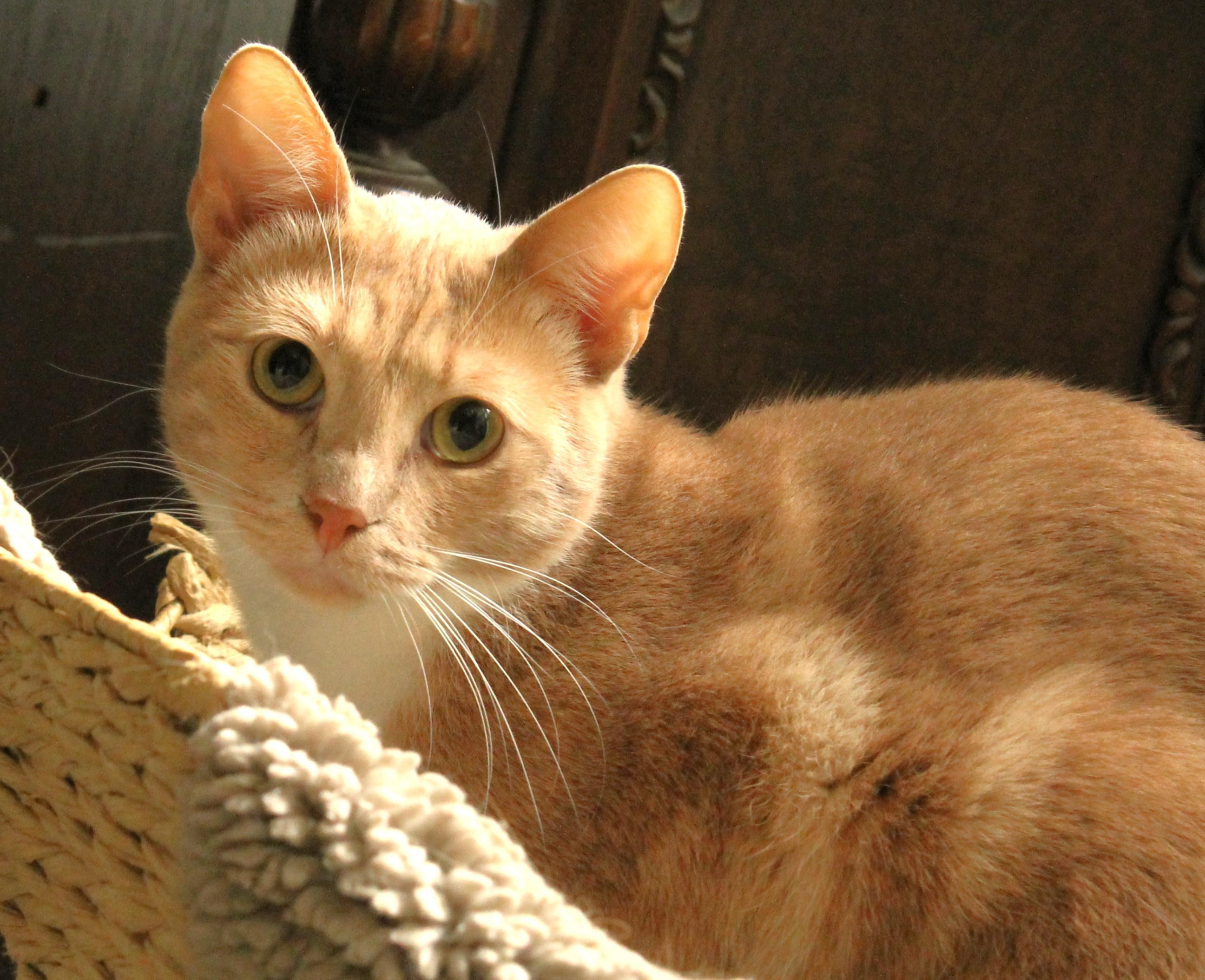 Enlarge Sundance, a Adoptable American Shorthair in San Diego, CA image 2/2