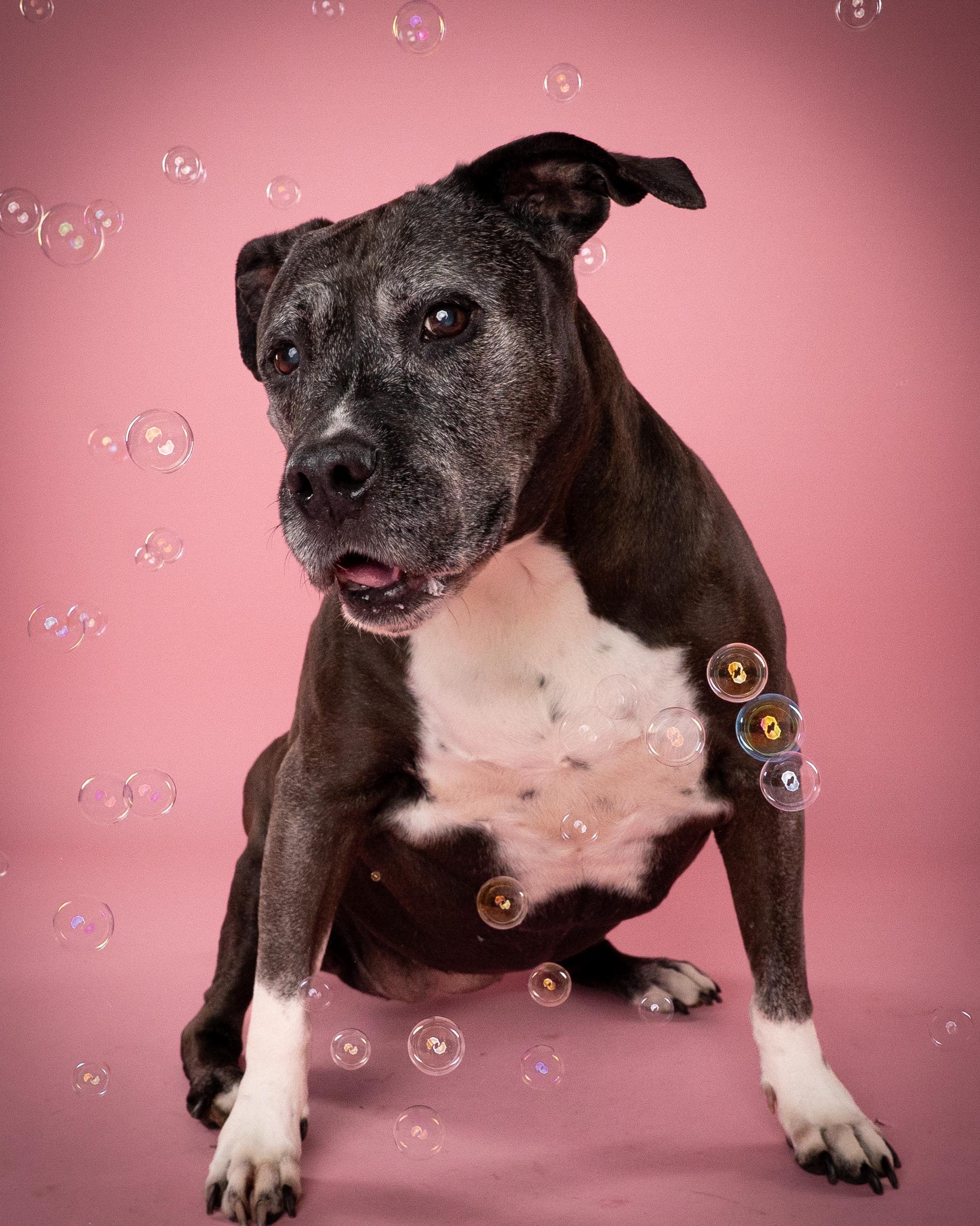 Maya, a ADOPTABLE mixed breed in Appleton, WI image 3/3