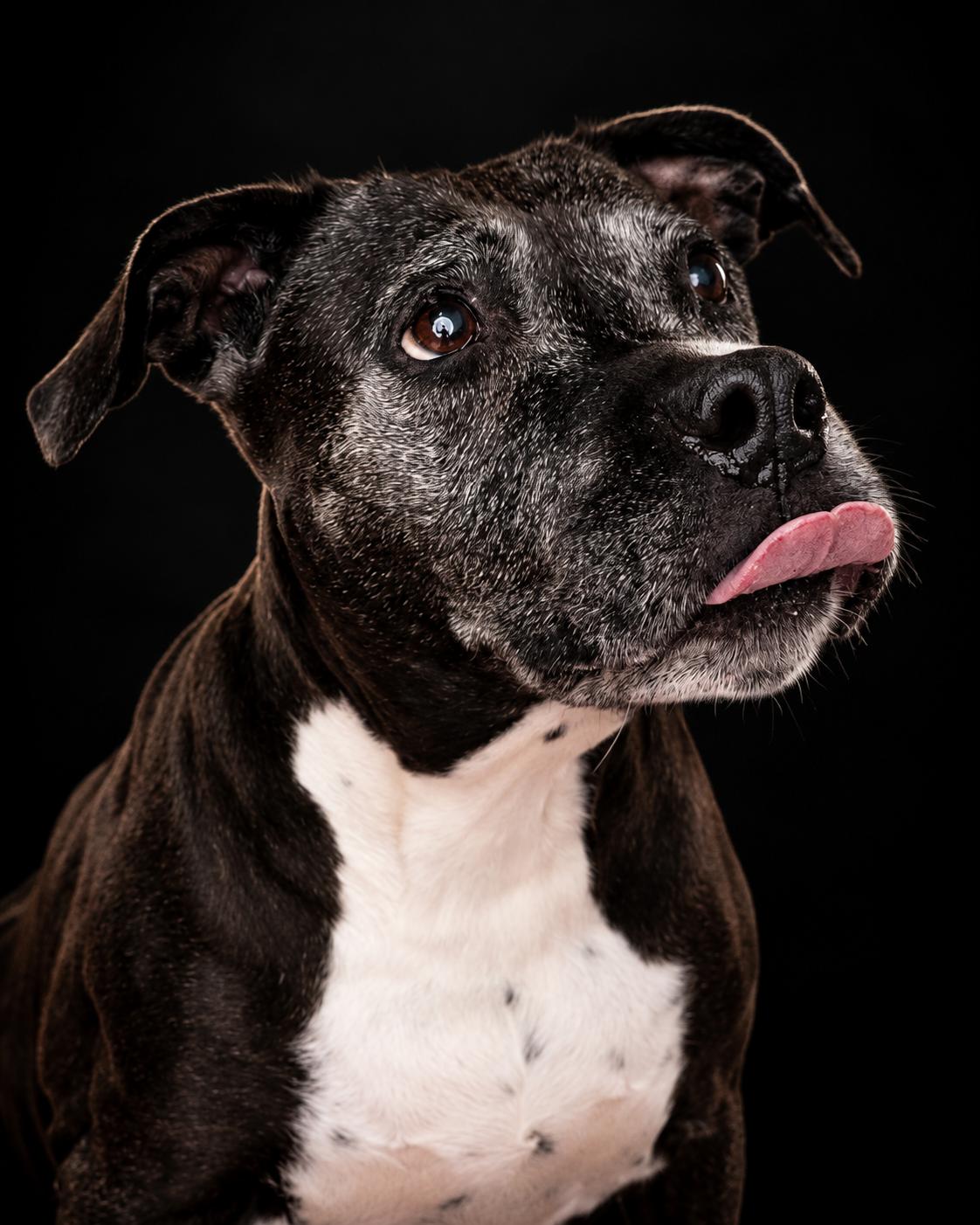 Enlarge Maya, a Adoptable mixed breed in Appleton, WI image 1/4
