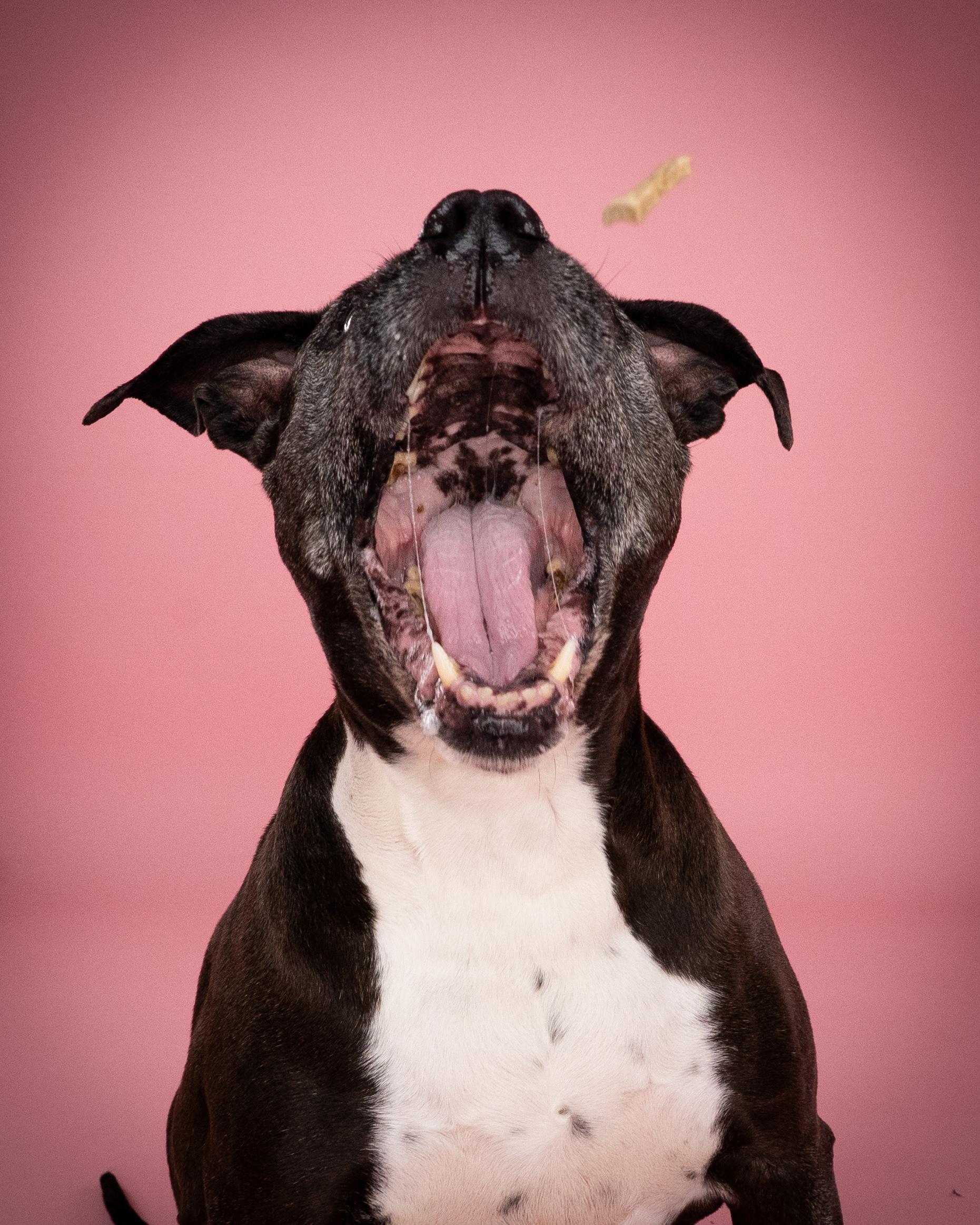 Maya, a ADOPTABLE mixed breed in Appleton, WI image 2/3