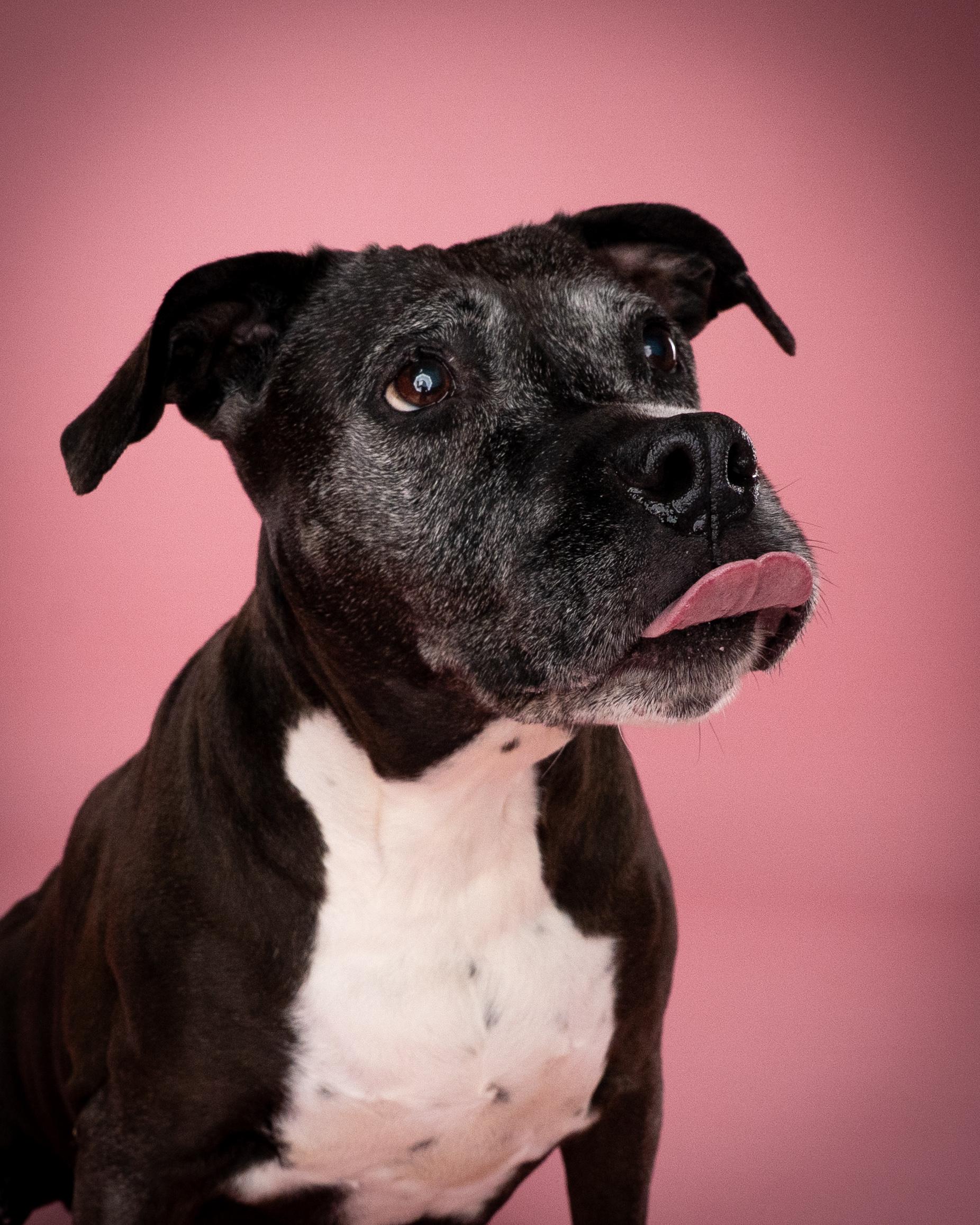 Maya, ADOPTABLE, Senior Female Pit Bull Terrier.