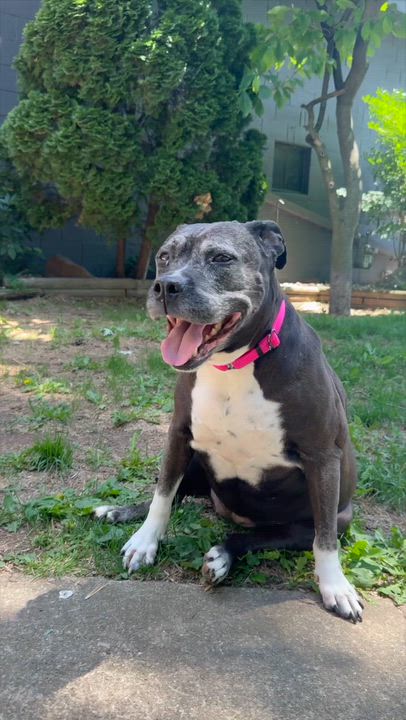 Enlarge Maya, a Adoptable mixed breed in Appleton, WI video 4/4