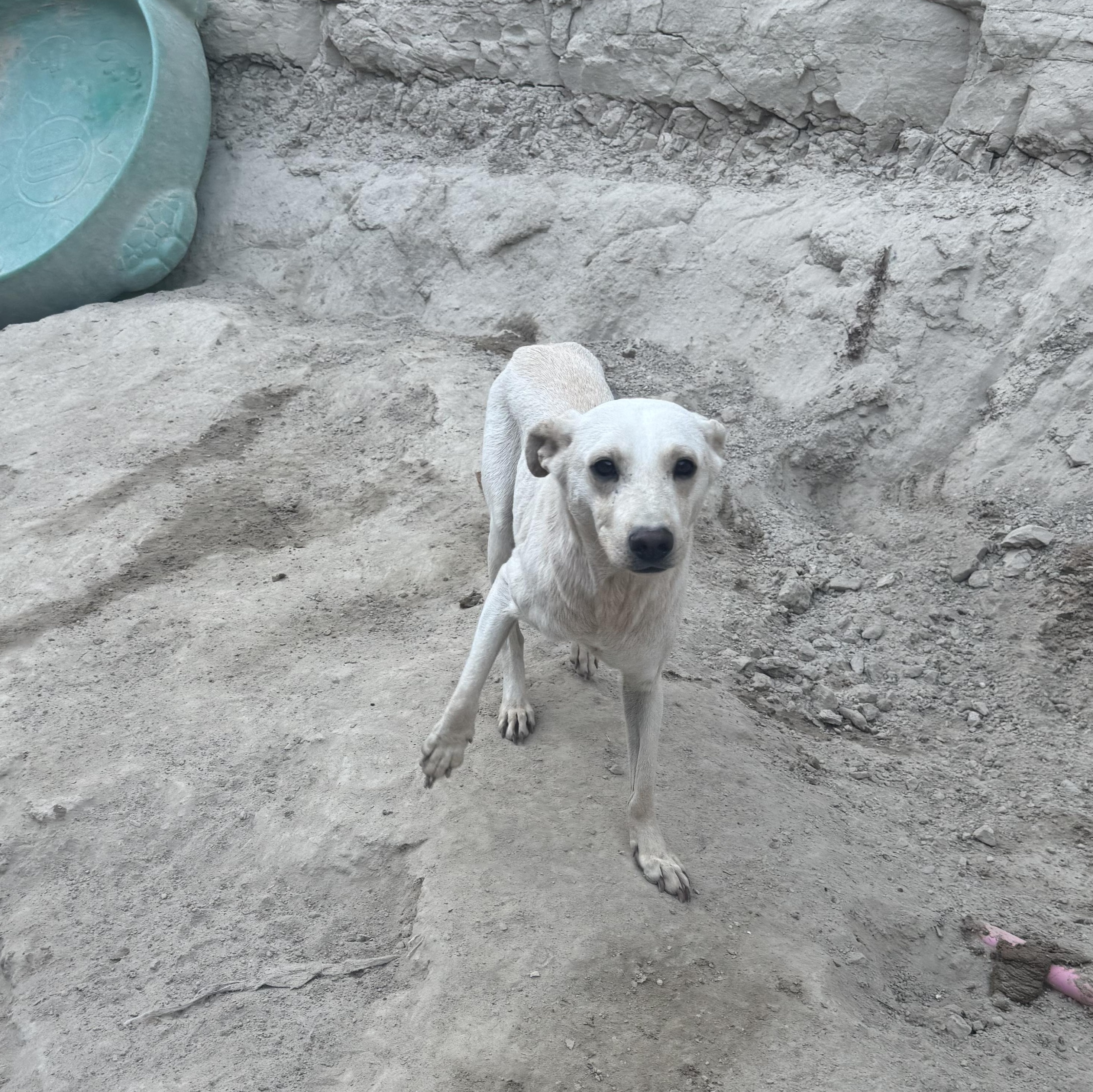 Enlarge Guero, a Adoptable Mixed Breed in Puyallup, WA image 1/6