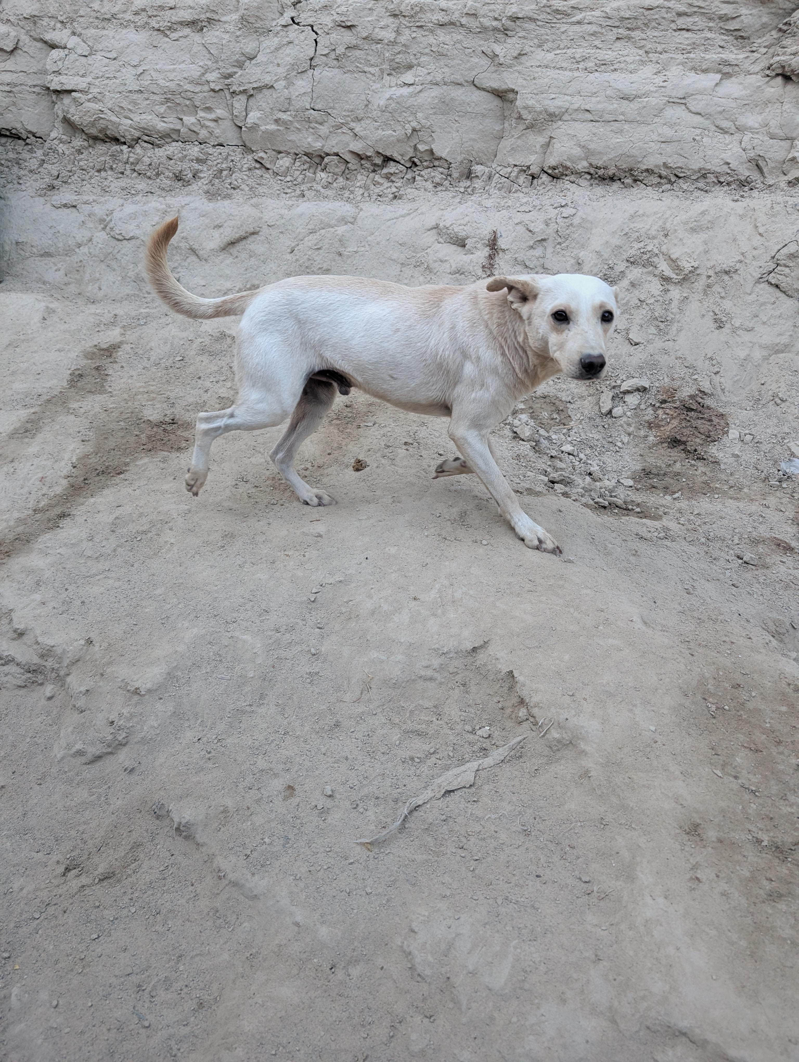 Enlarge Guero, a Adoptable Mixed Breed in Puyallup, WA image 4/6