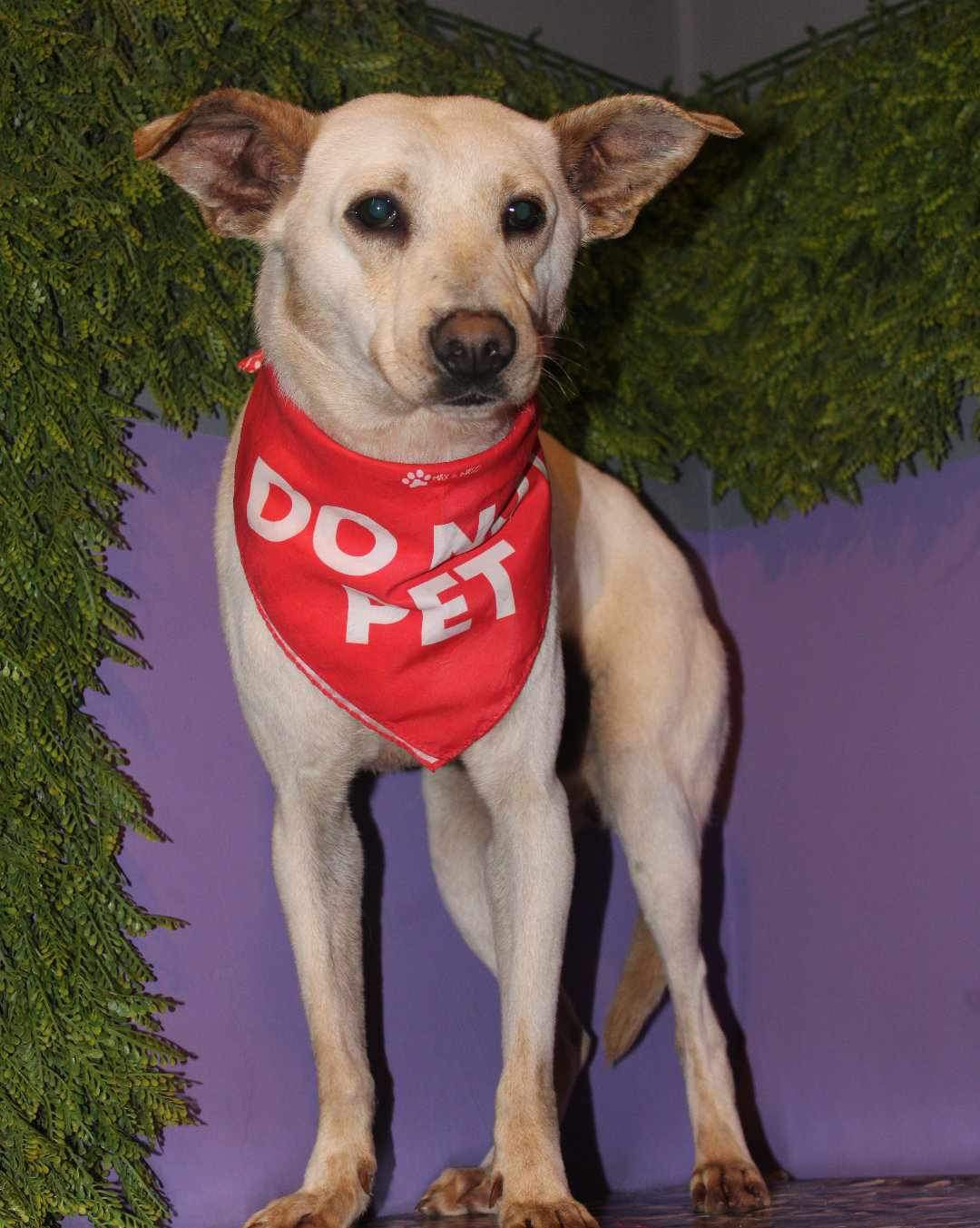 Enlarge Guero, a Adoptable Mixed Breed in Puyallup, WA image 6/6