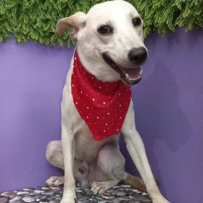 Enlarge Guero, a Adoptable Mixed Breed in Puyallup, WA image 2/6