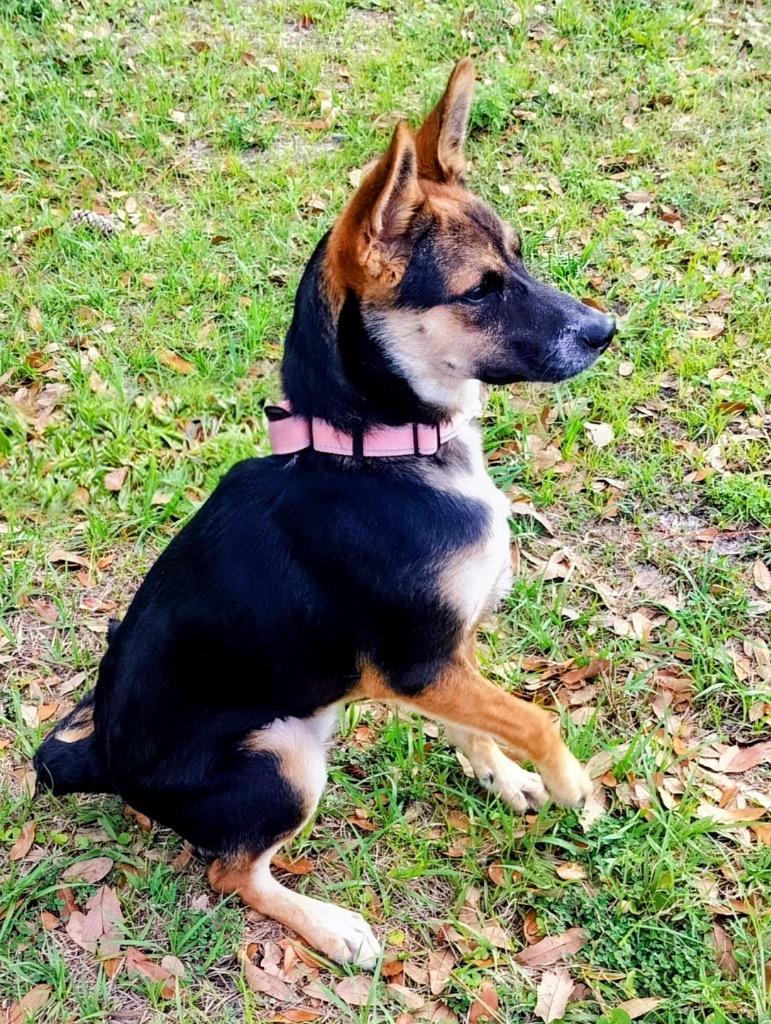 Enlarge Cindy Lou, a Adoptable mixed breed in Fort Myers, FL image 1/5
