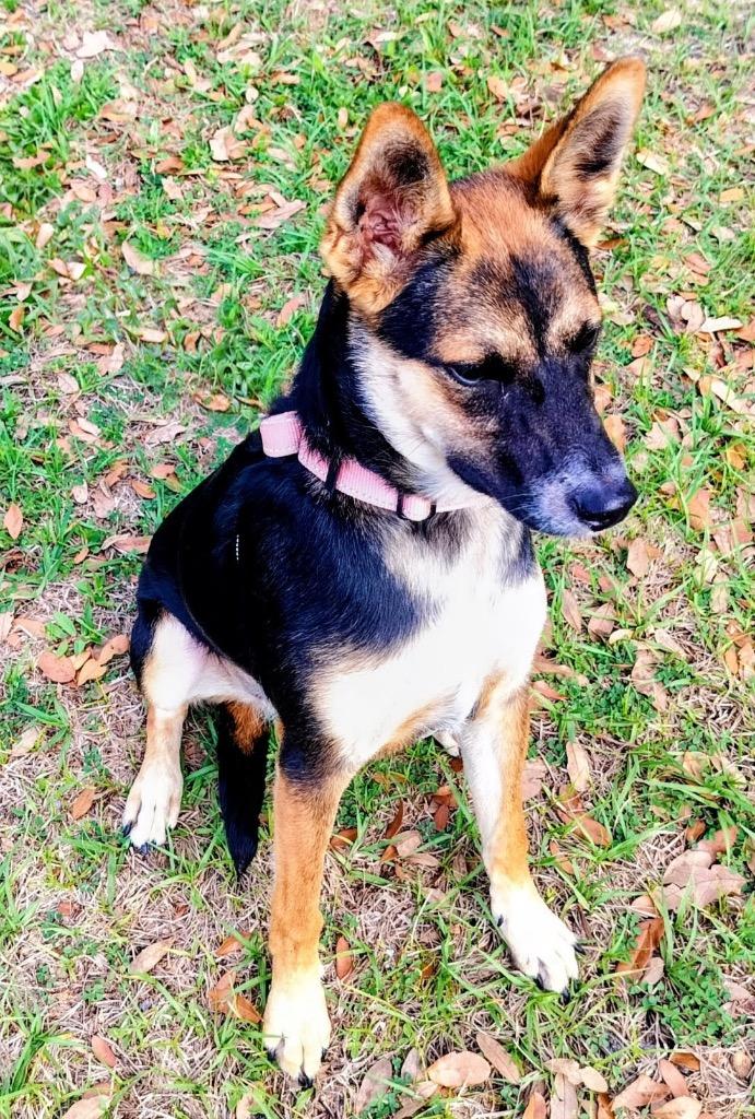Enlarge Cindy Lou, a Adoptable mixed breed in Fort Myers, FL image 2/5