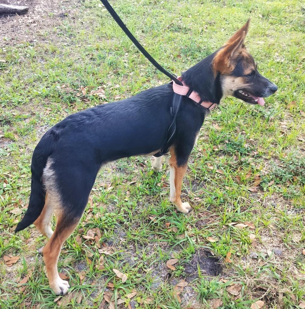Enlarge Cindy Lou, a Adoptable mixed breed in Fort Myers, FL image 5/5