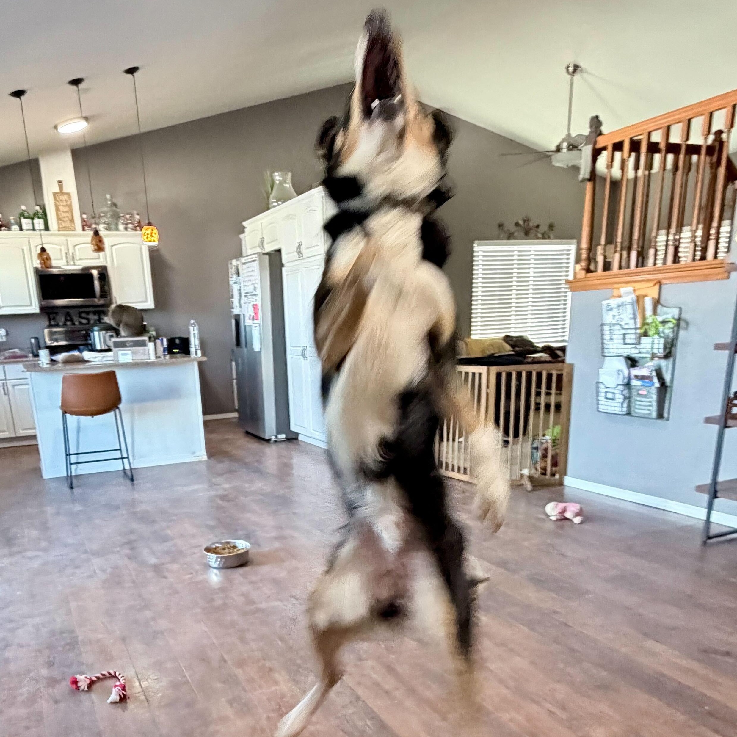 Enlarge Deku, an adopted mixed breed in Ellensburg, WA image 3/6