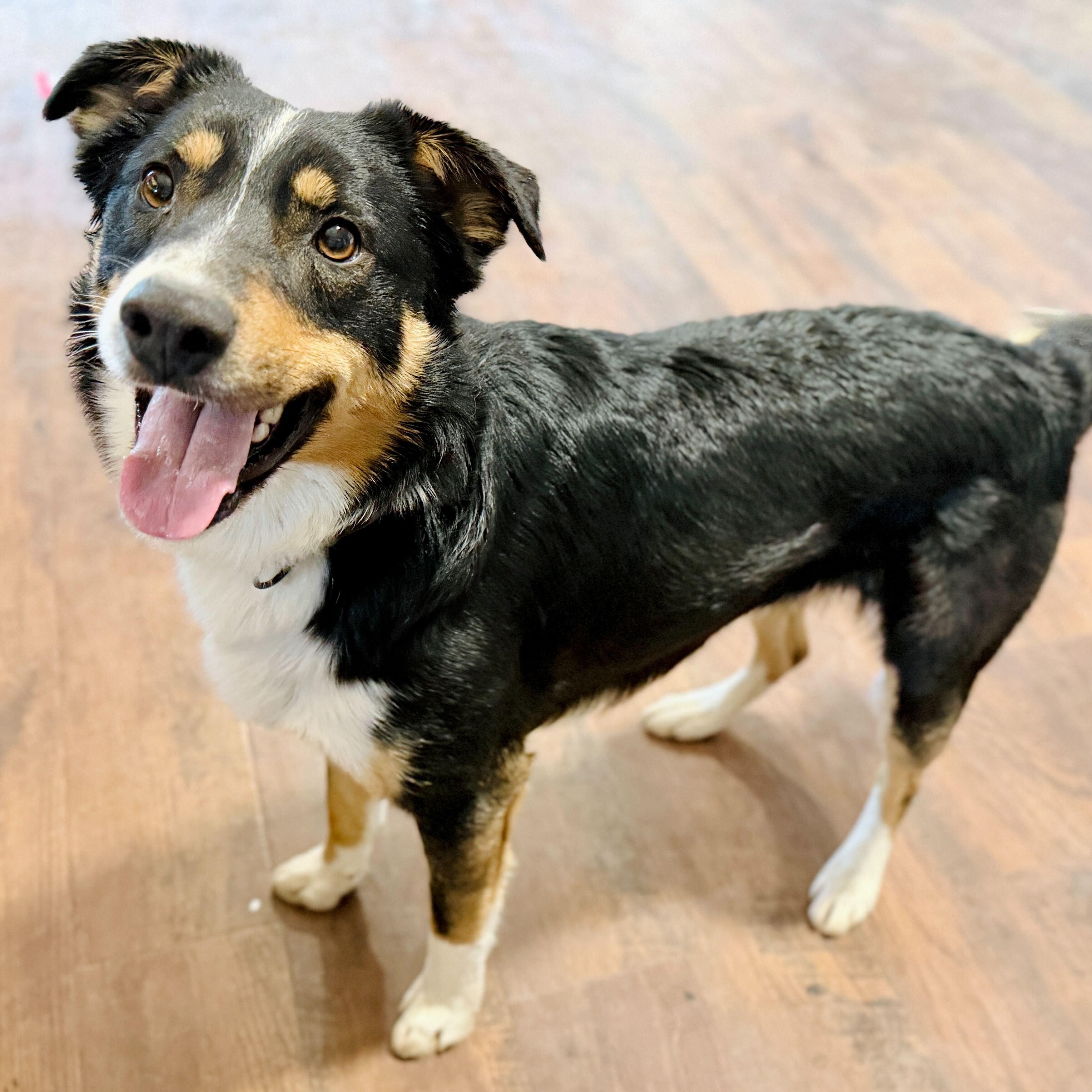 Enlarge Deku, an adopted mixed breed in Ellensburg, WA image 2/6