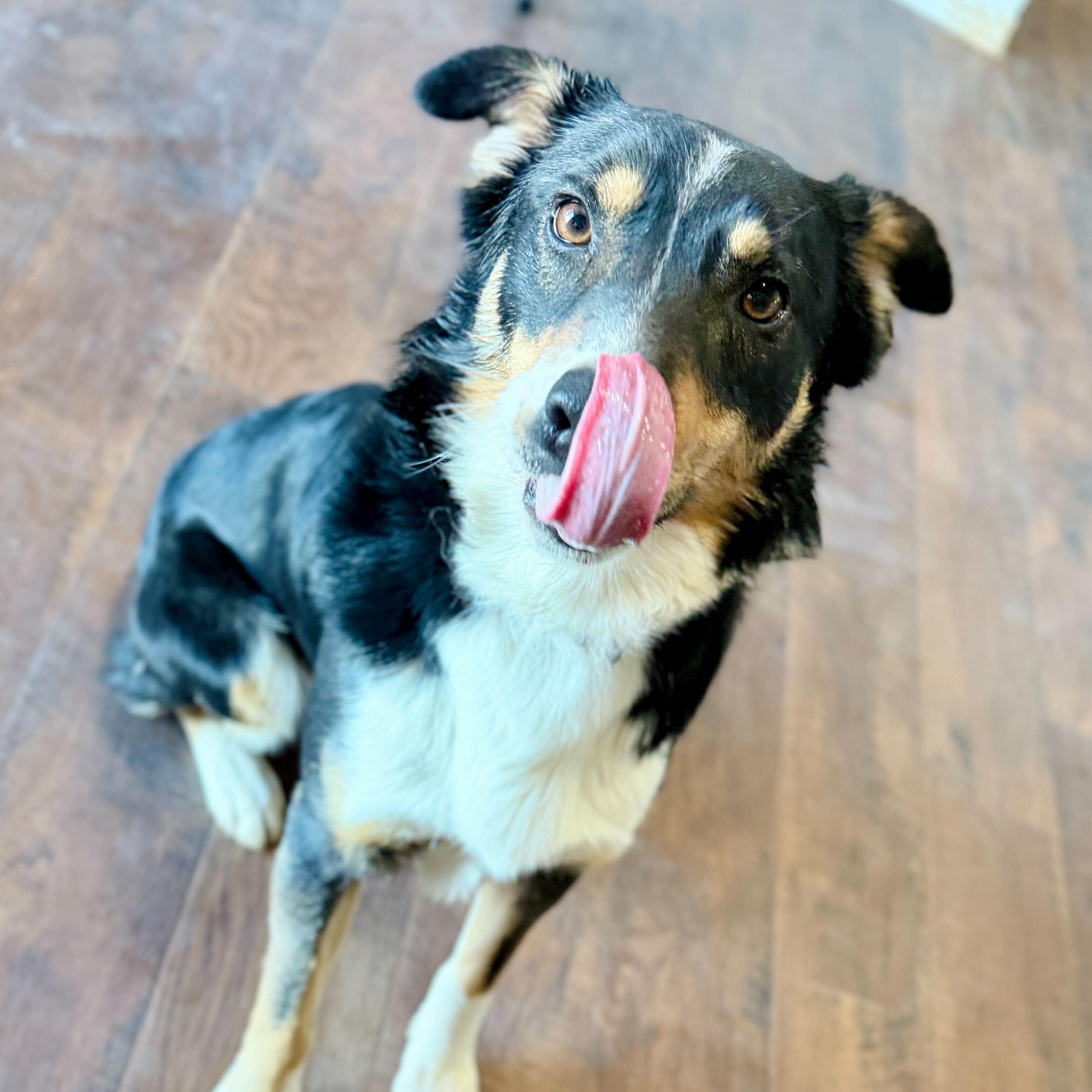 Enlarge Deku, an adopted mixed breed in Ellensburg, WA image 4/6