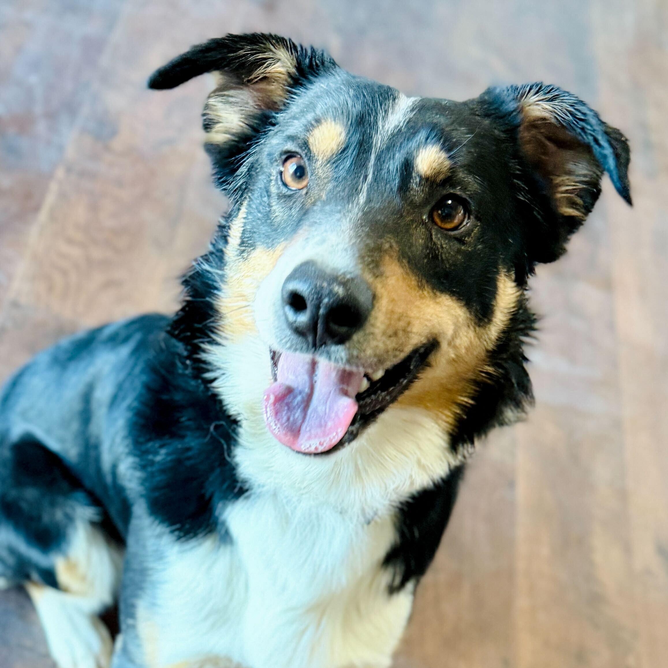 Enlarge Deku, an adopted mixed breed in Ellensburg, WA image 1/6