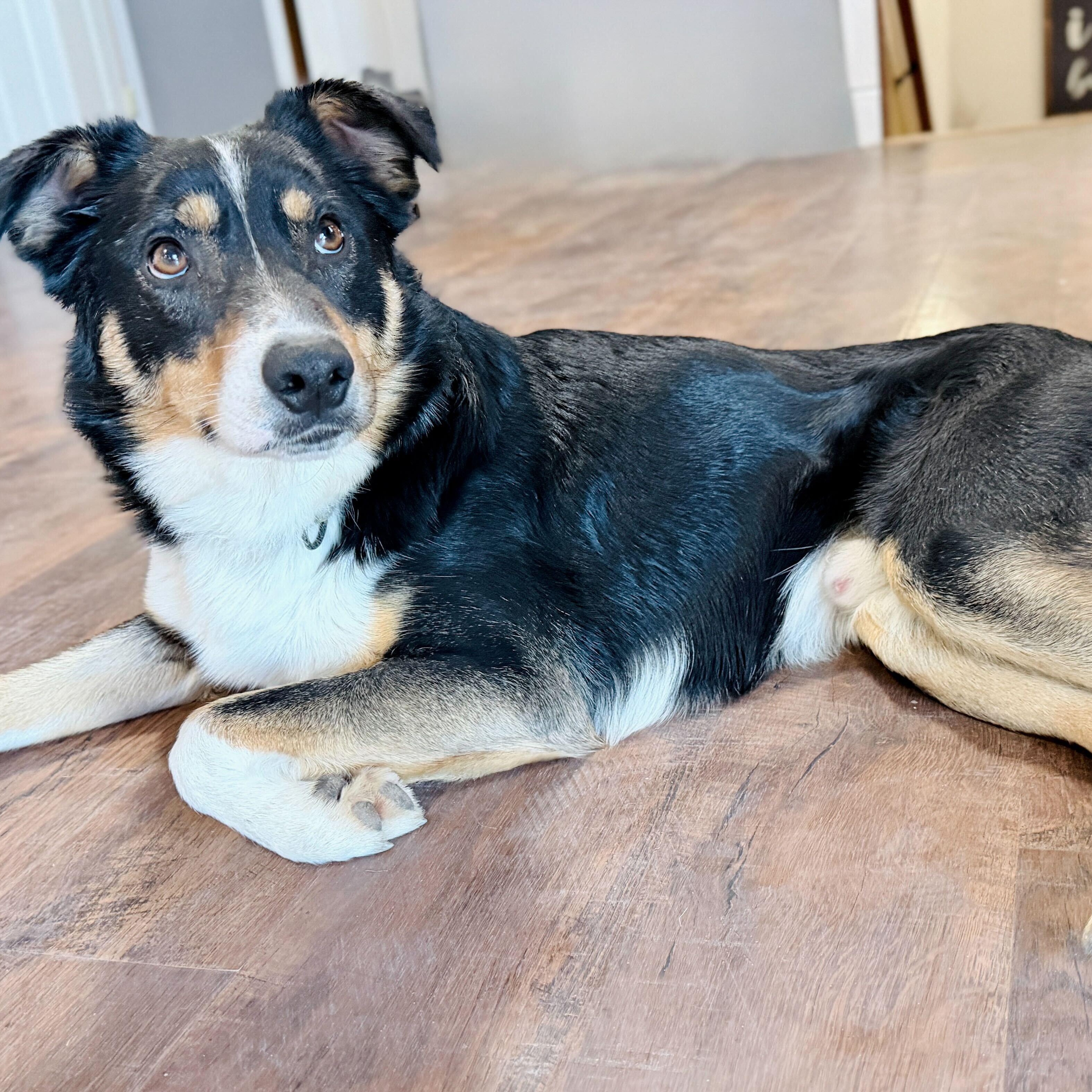 Enlarge Deku, an adopted mixed breed in Ellensburg, WA image 5/6