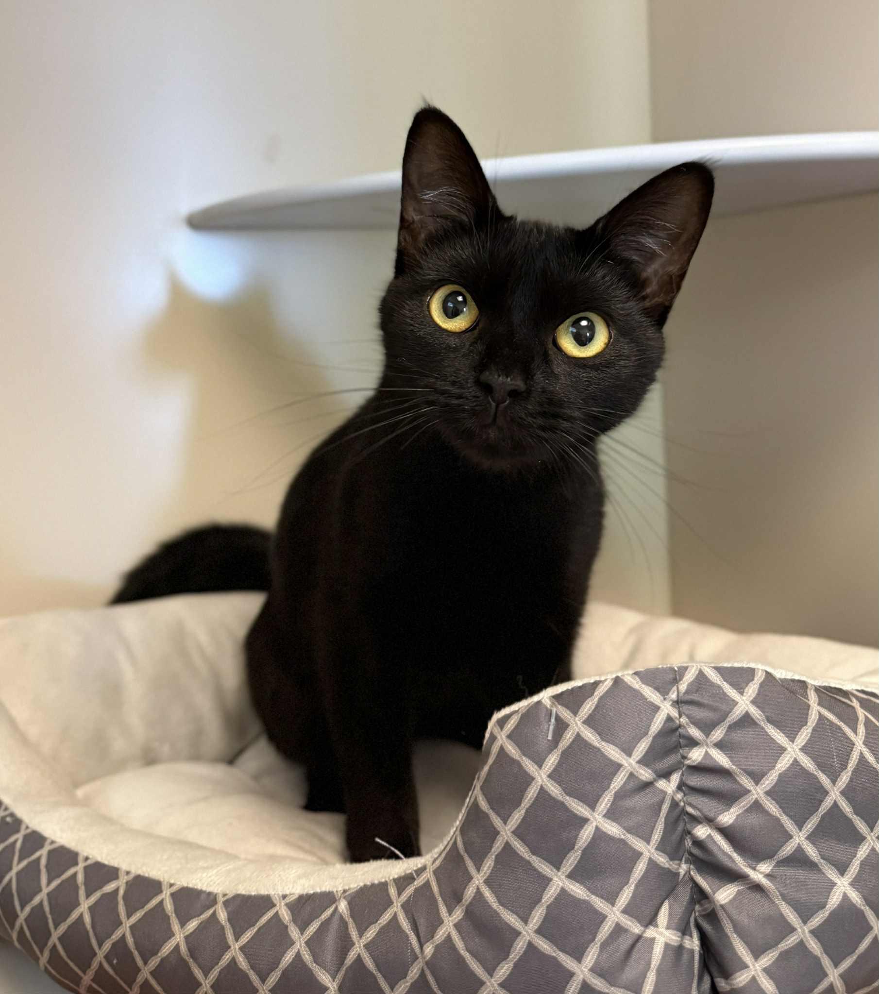 Enlarge Dixie, a Adoptable Domestic Short Hair in Elizabethtown, NY image 1/1