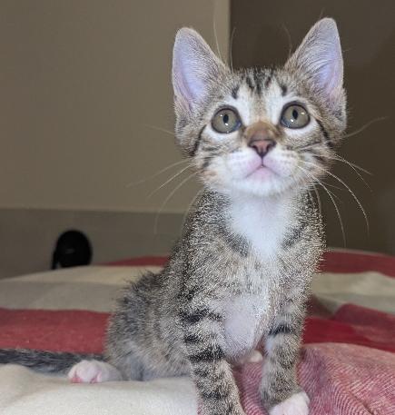 Enlarge Markl, a Adoptable Domestic Short Hair in Lafayette, LA image 4/5