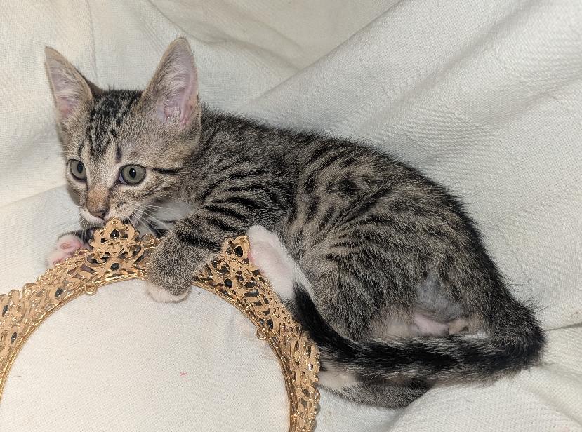 Enlarge Markl, a Adoptable Domestic Short Hair in Lafayette, LA image 3/5