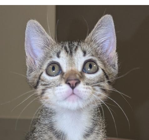 Enlarge Markl, a Adoptable Domestic Short Hair in Lafayette, LA image 1/5