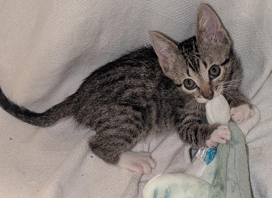 Enlarge Markl, a Adoptable Domestic Short Hair in Lafayette, LA image 2/5