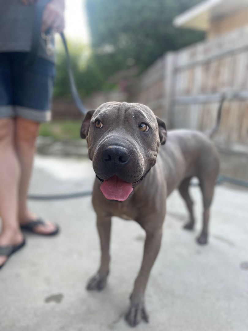 Enlarge Iris, a Adopted mixed breed in BAKERSFIELD, CA image 11/14