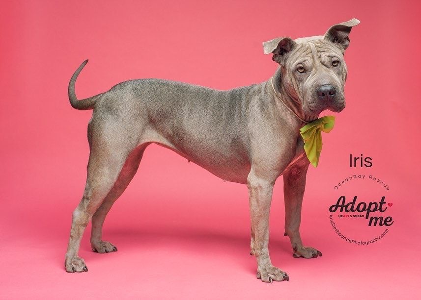 Enlarge Iris, a Adopted mixed breed in BAKERSFIELD, CA image 10/14