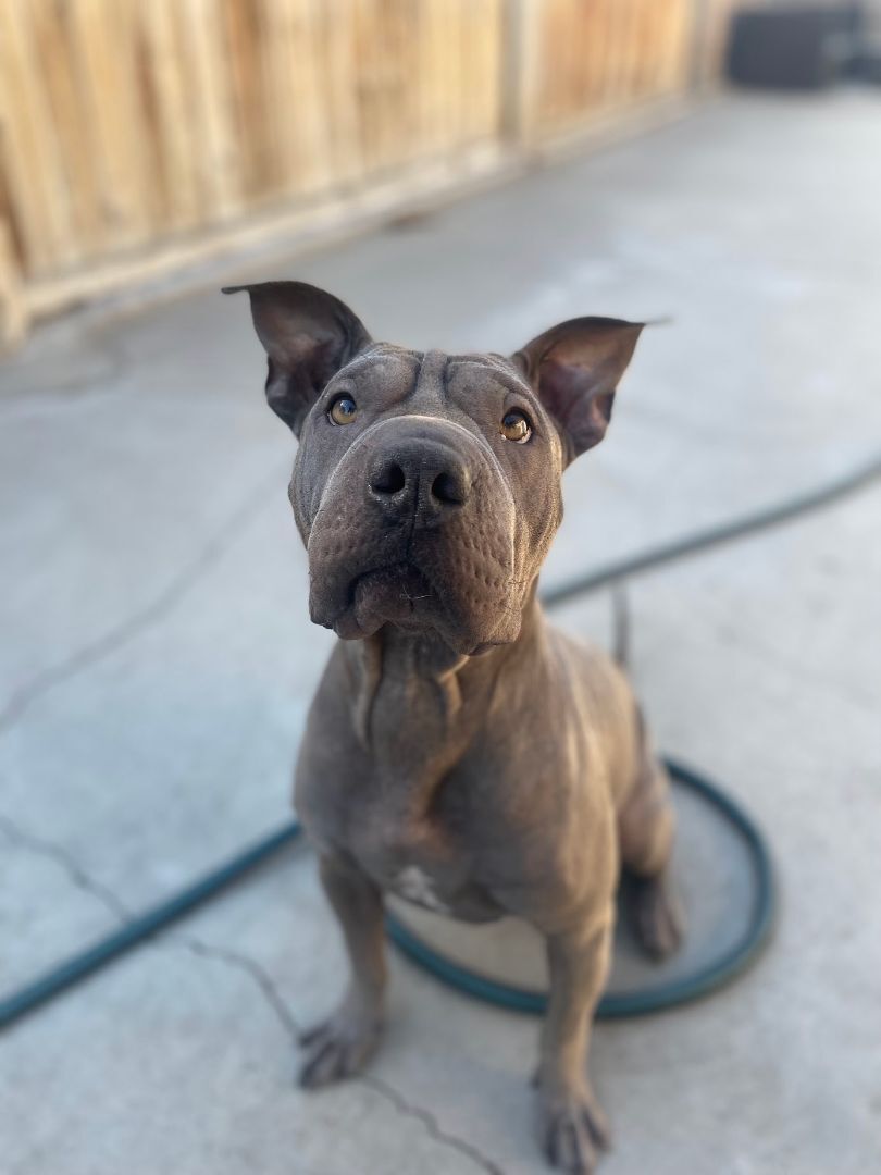 Enlarge Iris, a Adopted mixed breed in BAKERSFIELD, CA image 1/14