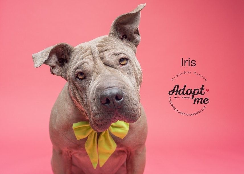 Enlarge Iris, a Adopted mixed breed in BAKERSFIELD, CA image 12/14