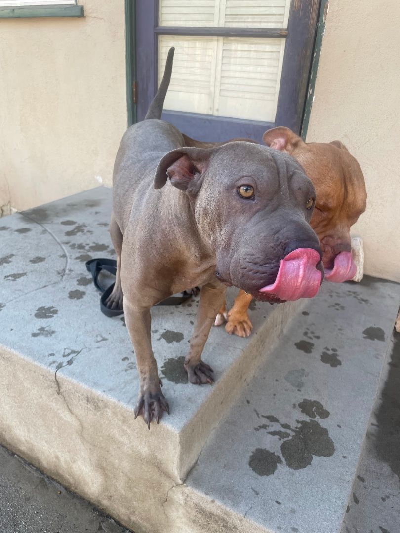 Enlarge Iris, a Adopted mixed breed in BAKERSFIELD, CA image 13/14