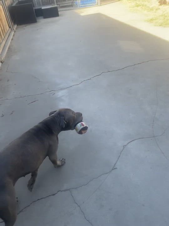 Enlarge Iris, a Adopted mixed breed in BAKERSFIELD, CA video 14/14