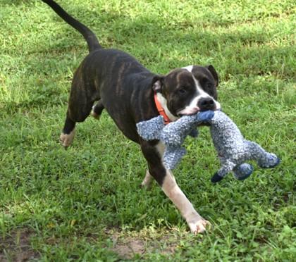 Enlarge Markimoo, a Adopted mixed breed in Inverness, FL image 4/4