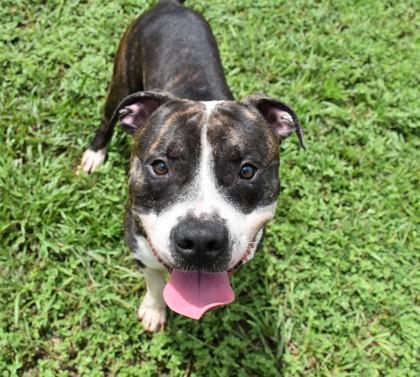Enlarge Markimoo, a Adopted mixed breed in Inverness, FL image 2/4
