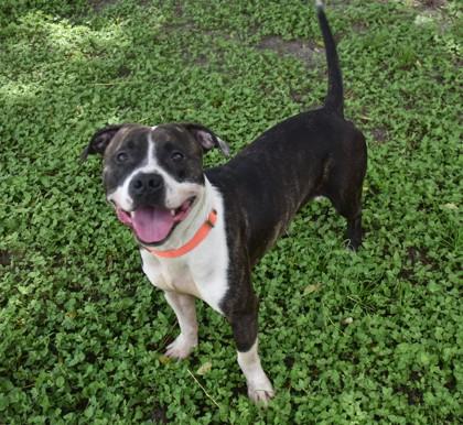 Enlarge Markimoo, a Adopted mixed breed in Inverness, FL image 3/4