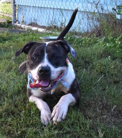 Markimoo, Adopted, Adult Male American Staffordshire Terrier & Pit Bull Terrier.