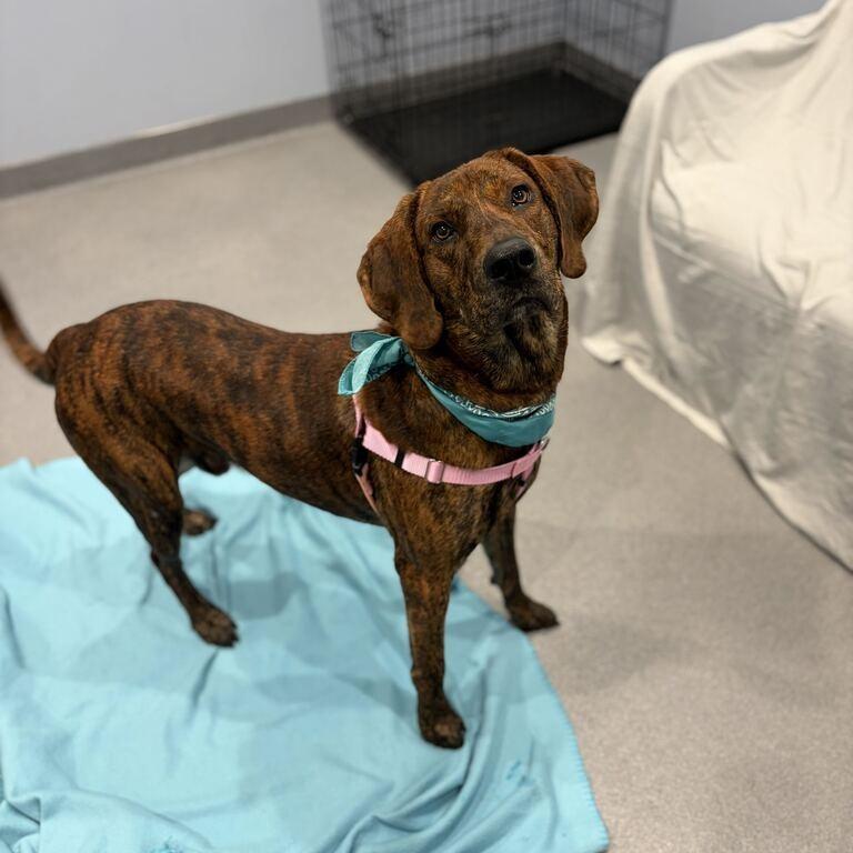 Enlarge Oakie, a Adoptable Mixed Breed in Canal Winchester, OH image 1/4