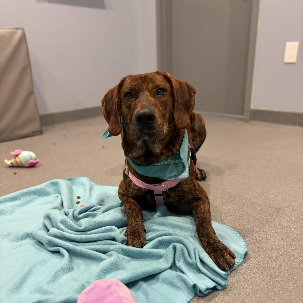Enlarge Oakie, a Adoptable Mixed Breed in Canal Winchester, OH image 2/4