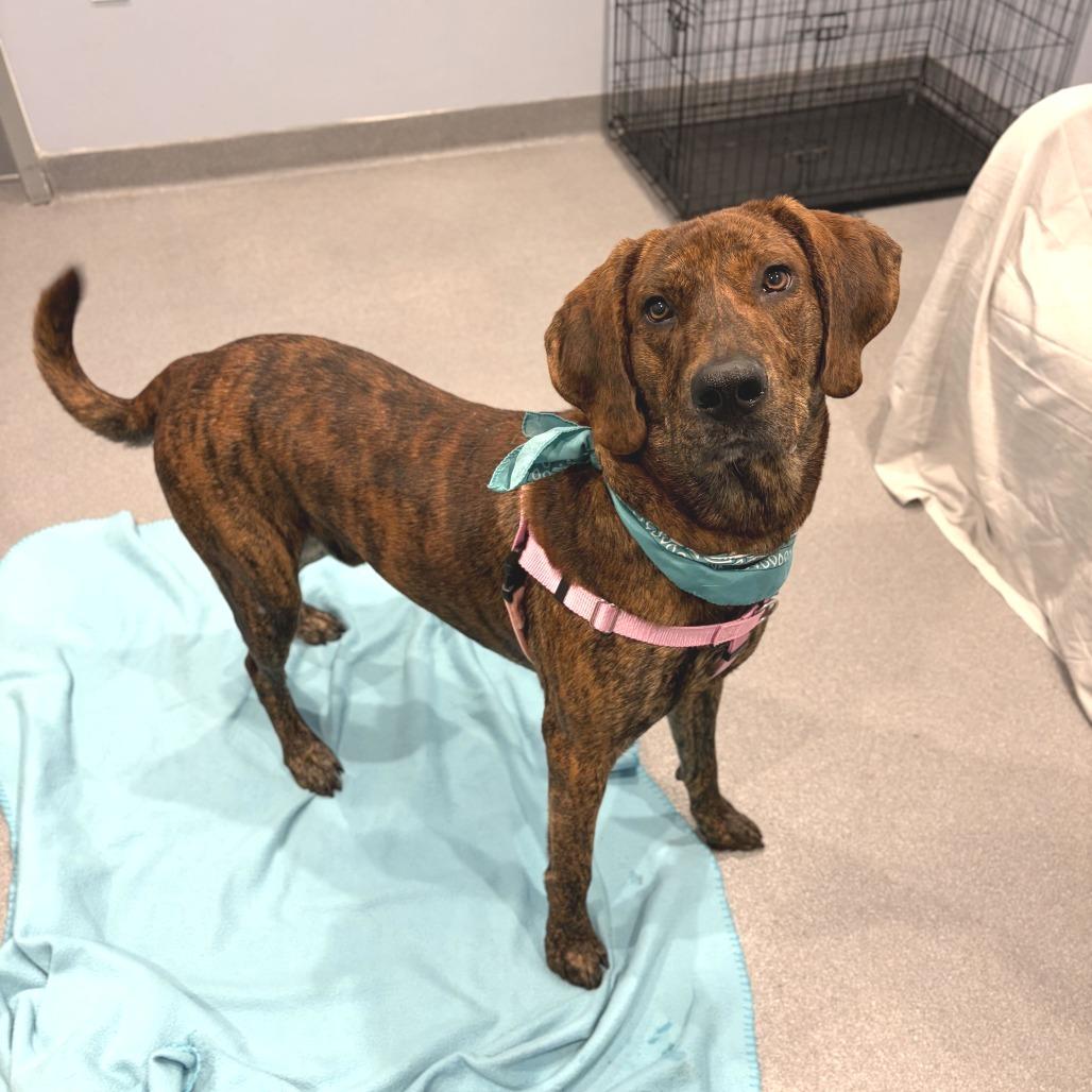 Enlarge Oakie, a Adoptable Mixed Breed in Canal Winchester, OH image 3/4