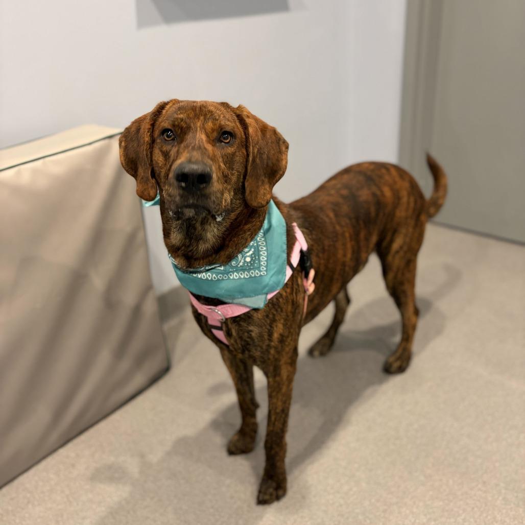Enlarge Oakie, a Adoptable Mixed Breed in Canal Winchester, OH image 4/4