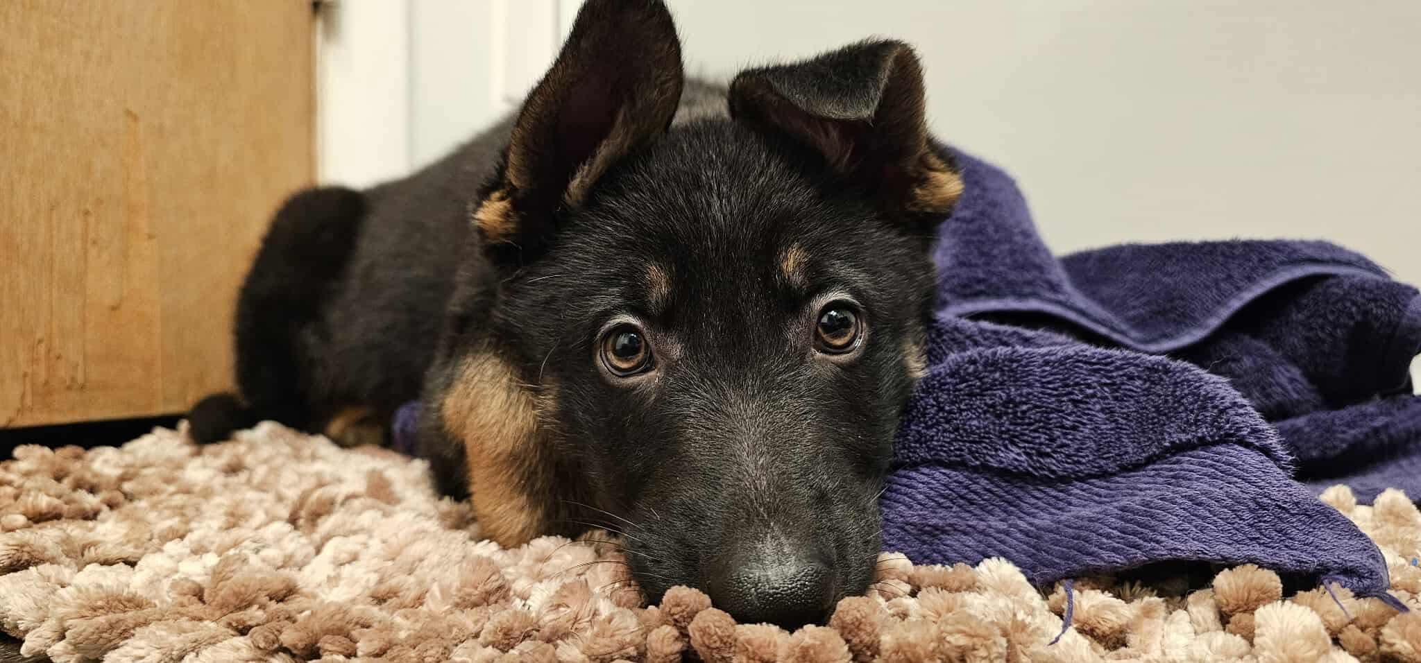 Enlarge Sage, a Adopted German Shepherd Dog in Chicago, IL image 1/1