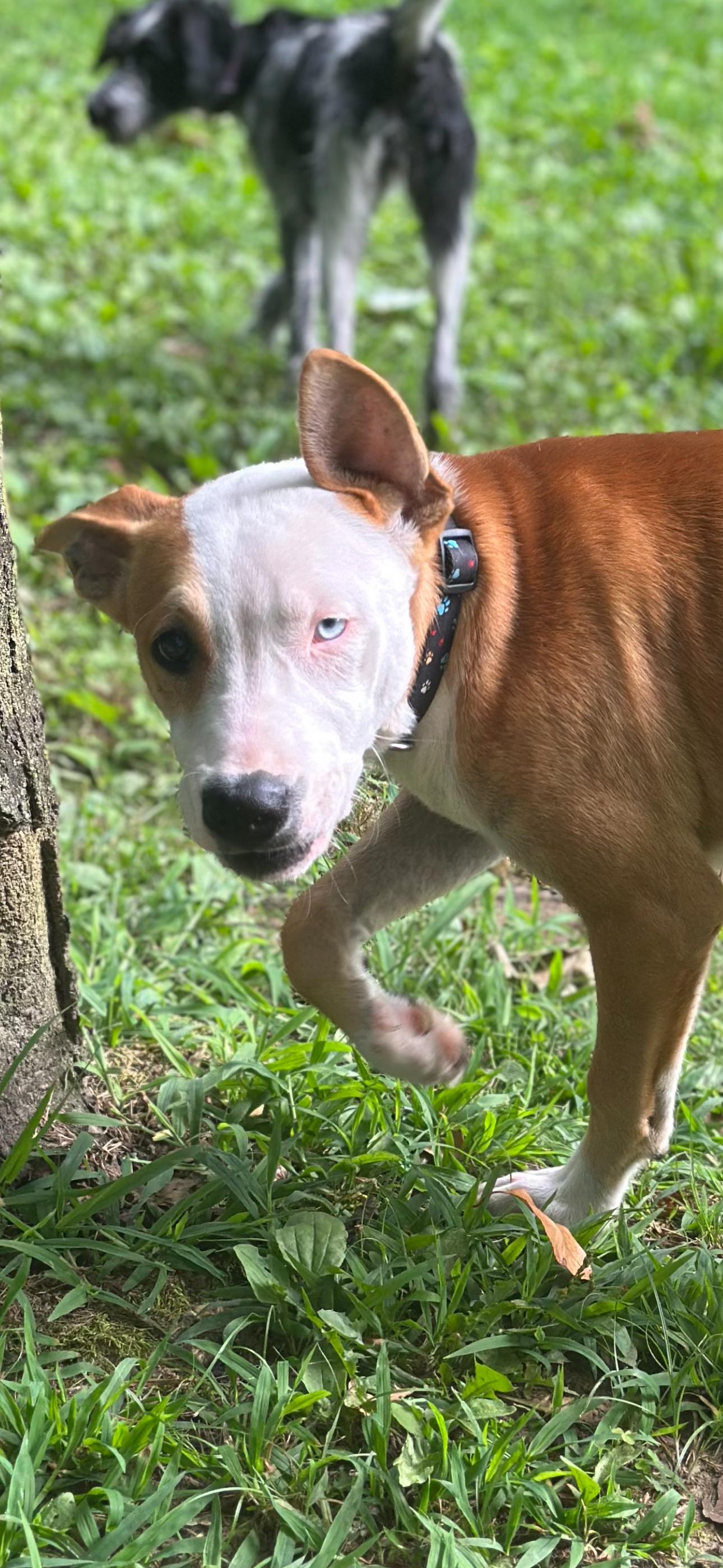 Enlarge Bowie, a Adoptable mixed breed in Joppa, AL image 2/4