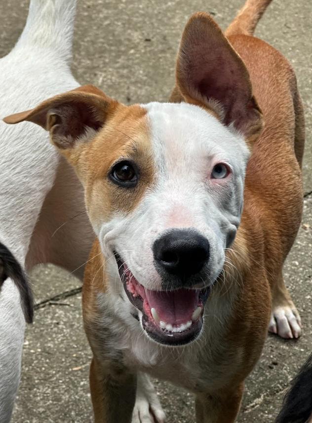 Enlarge Bowie, a Adoptable mixed breed in Joppa, AL image 3/4