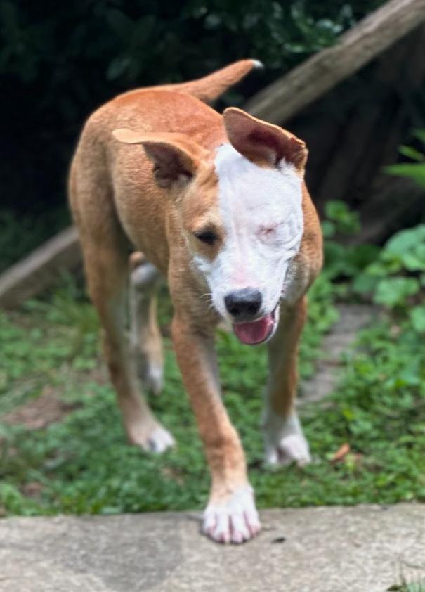Enlarge Bowie, a Adoptable mixed breed in Joppa, AL image 4/4