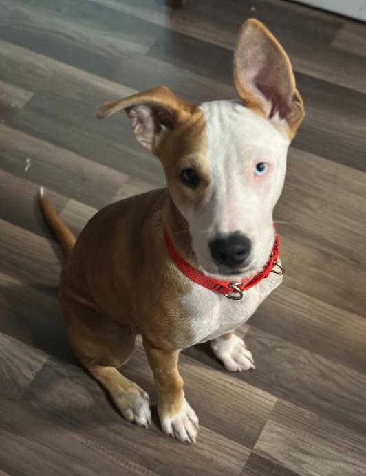 Bowie, Adoptable, Young Male Terrier.