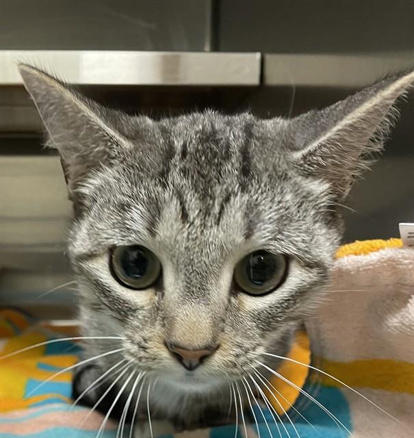 GREYA, Adoptable, Young Female Domestic Short Hair.