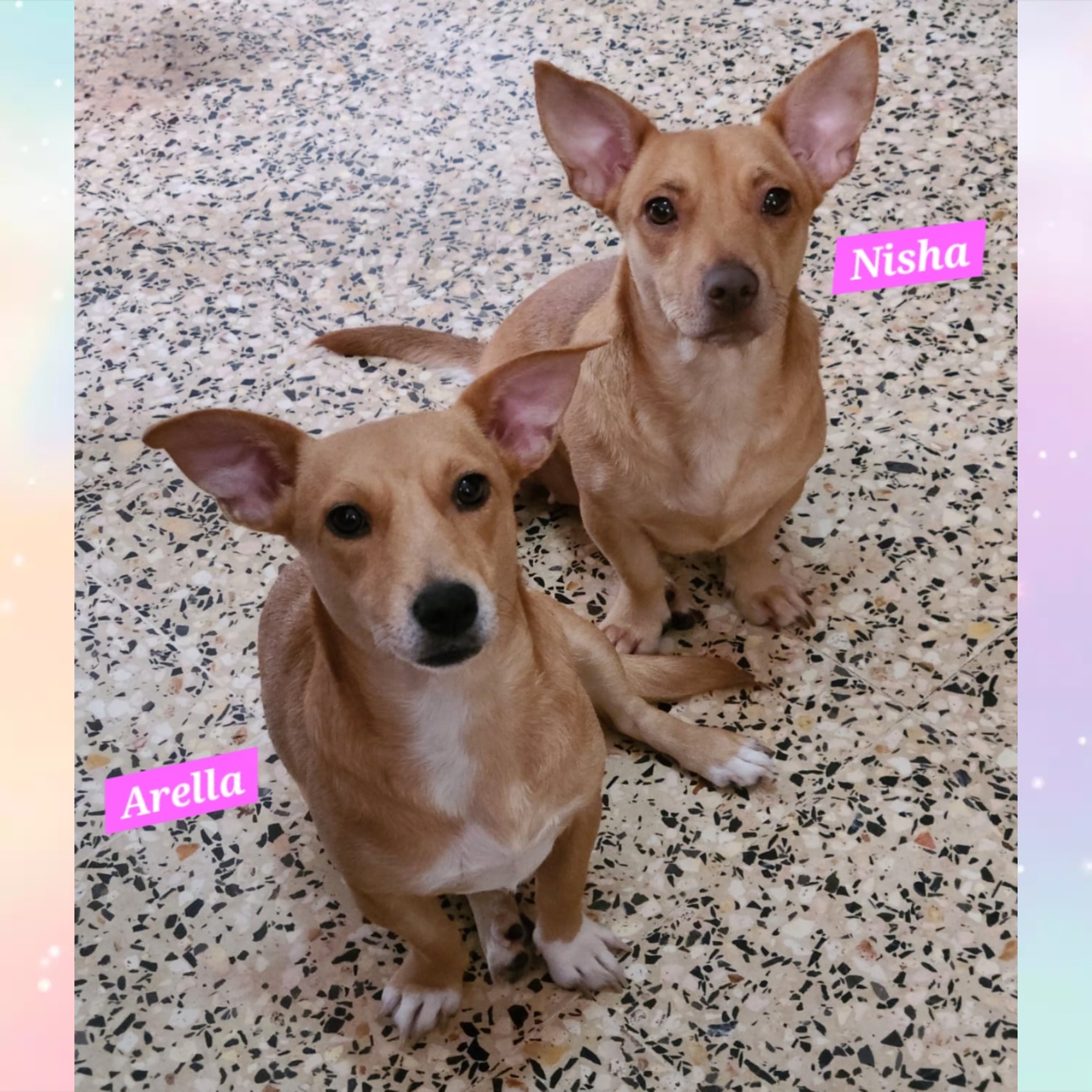 Arella & Nisha, Adoptable, Adult Female Pembroke Welsh Corgi & Dachshund.