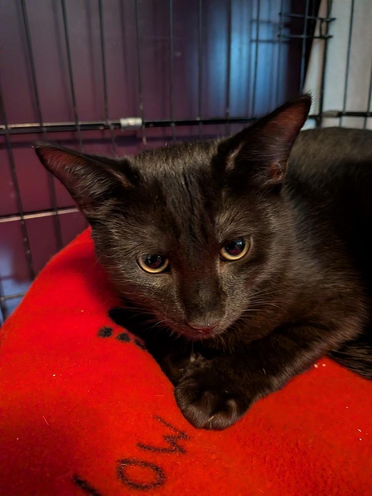 Enlarge Toto, a Adoptable Domestic Short Hair in Duxbury, MA image 1/1