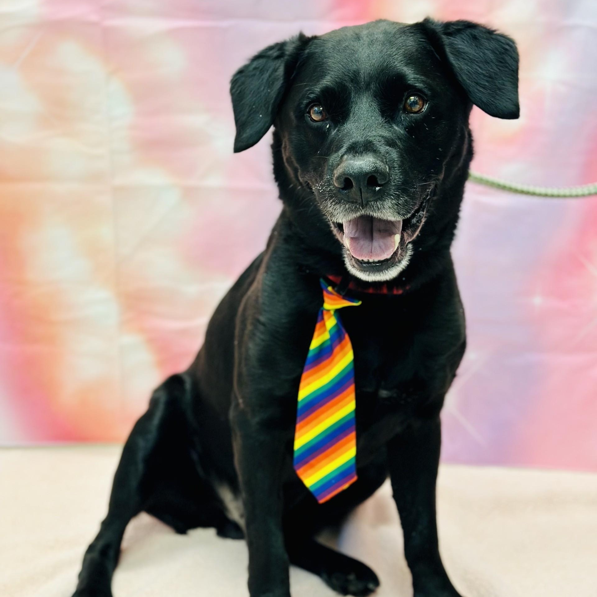 Marshall , ADOPTABLE, Adult Male Labrador Retriever.