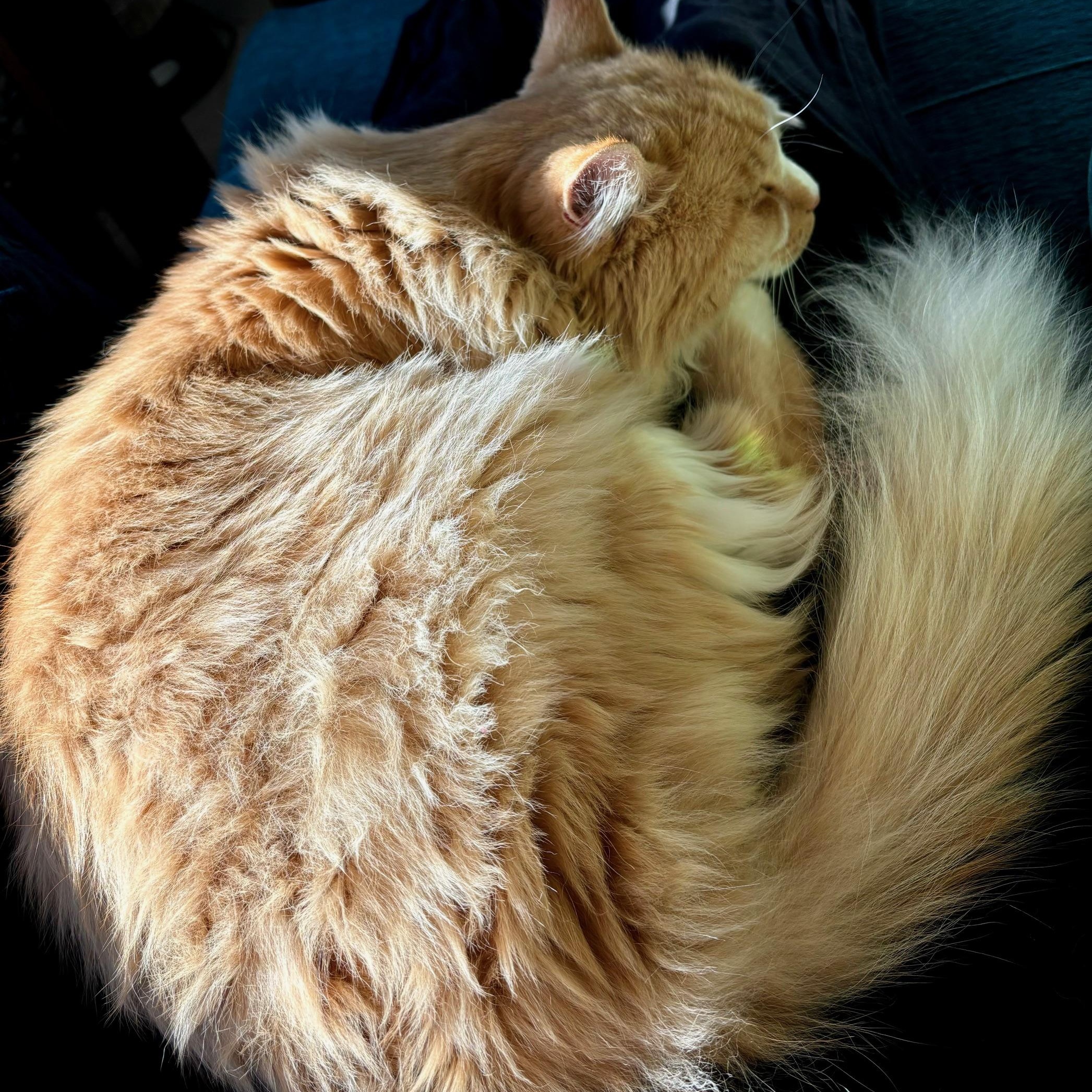 Enlarge ***COURTESY LISTING*** Muta, a Adoptable Domestic Long Hair in Moscow, ID image 1/3